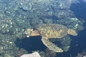 Hilo: laguna delle tartarughe marine e snorkeling sulla spiaggia di sabbia nera