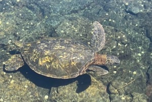 Hilo: laguna delle tartarughe marine e snorkeling sulla spiaggia di sabbia nera