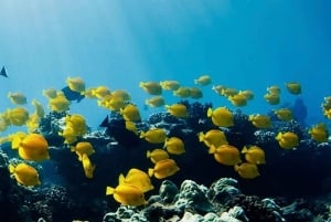 Hilo: Snorkling i havssköldpaddslagunen och på Black Sand Beach