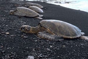Hilo: Snorkling i havssköldpaddslagunen och på Black Sand Beach