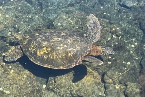 Hilo: Snorkling i havssköldpaddslagunen och på Black Sand Beach