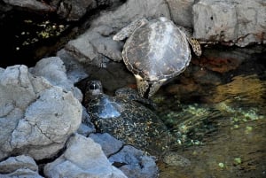 Hilo: Snorkling i havssköldpaddslagunen och på Black Sand Beach