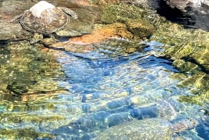 Hilo: Snorkling i havssköldpaddslagunen och på Black Sand Beach