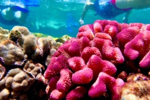 Hilo: Snorkling i havssköldpaddslagunen och på Black Sand Beach