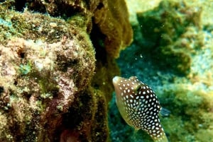 Hilo: Snorkling i havssköldpaddslagunen och på Black Sand Beach