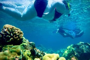 Hilo: Snorkling i havssköldpaddslagunen och på Black Sand Beach