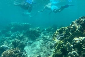 Hilo: Snorkling i havssköldpaddslagunen och på Black Sand Beach