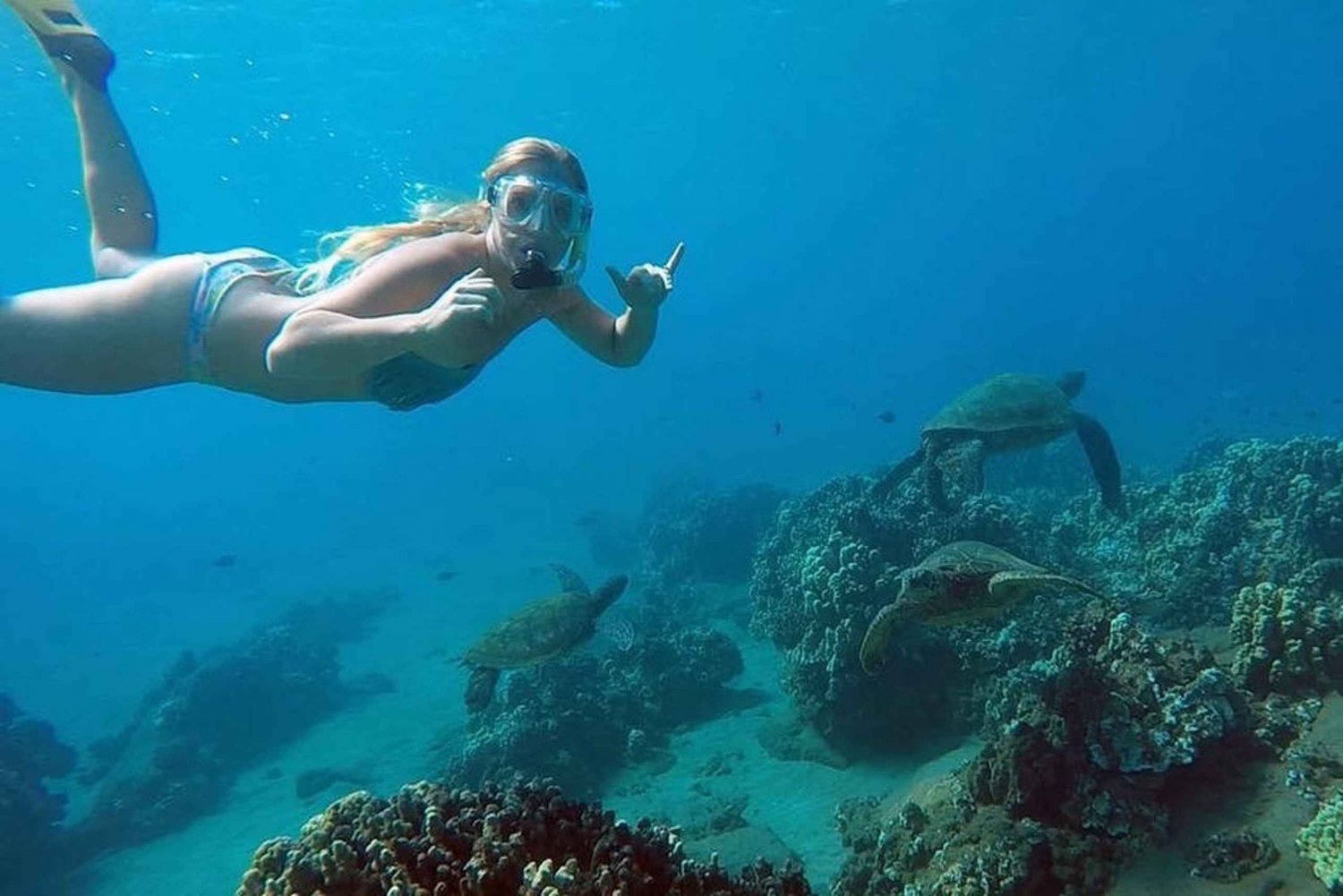 Hilo: Snorkling med havssköldpaddor