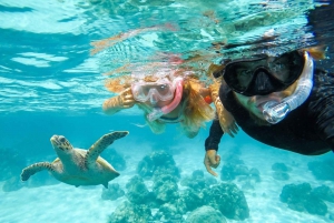 Hilo: Snorkeling with Turtles and Free videos