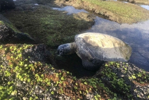 Hilo: Vulkaner nasjonalpark og fosse-tur