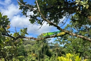 Wanderung zum Hilo-Wasserfall und Schwimmen mit hawaiianischen Ureinwohnern