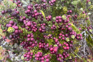 Hilo: Wasserfall-Wanderung und Schwimmen mit hawaiianischen Ureinwohnern