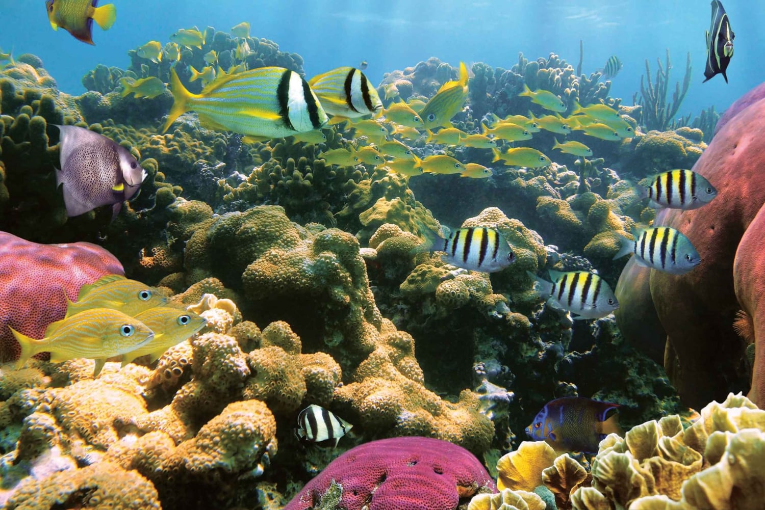 Honokohau: Kona snorkling och segling med drycker och snacks