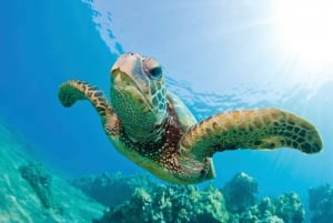 Honokohau: Kona Snorkeling e vela con bevande e snack