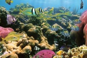 Honokohau: Kona snorkling och segling med drycker och snacks