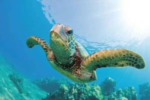 Honokohau: Kona snorkling och segling med drycker och snacks