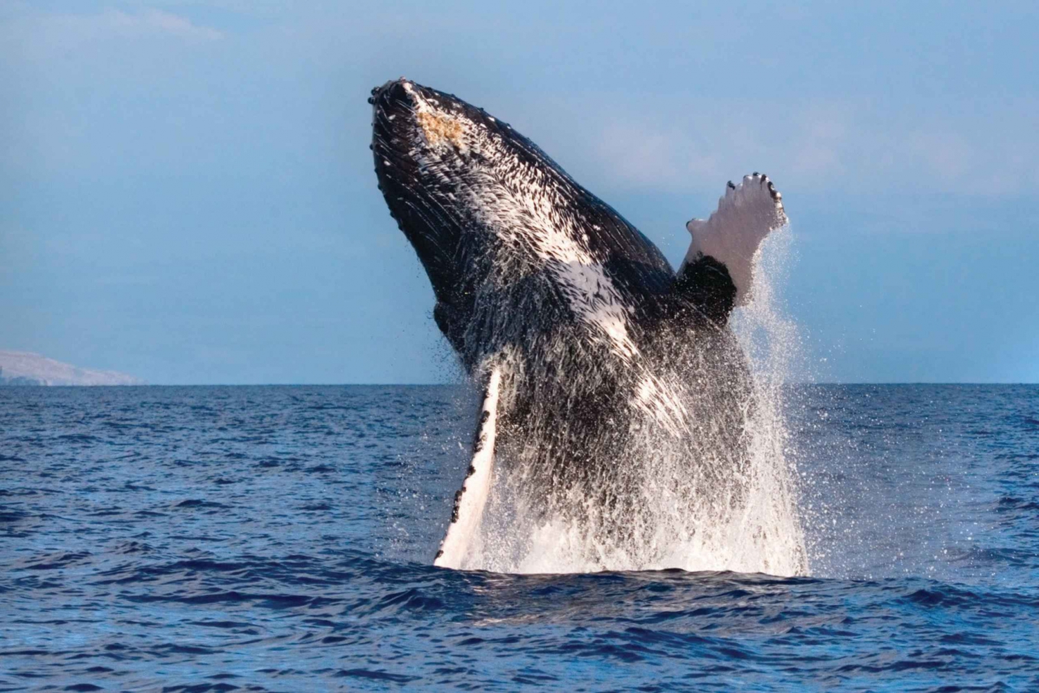 Honokohau: crucero en catamarán de avistamiento de ballenas en Kona