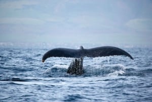 Honokohau: catamarancruise op Kona-walvissen spotten