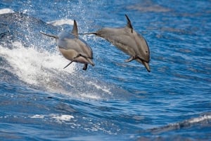 Honokohau: catamarancruise op Kona-walvissen spotten