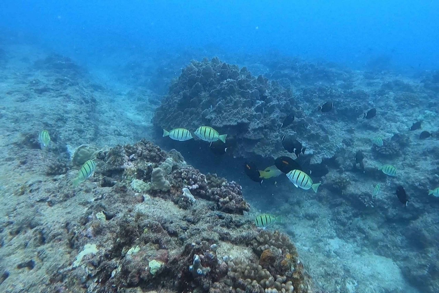 Oahu: Honolulu Beginner Scuba Diving Tour with Videos