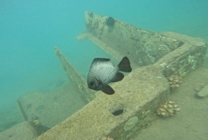 Honolulu: Begynderdykkertur med gratis videoer