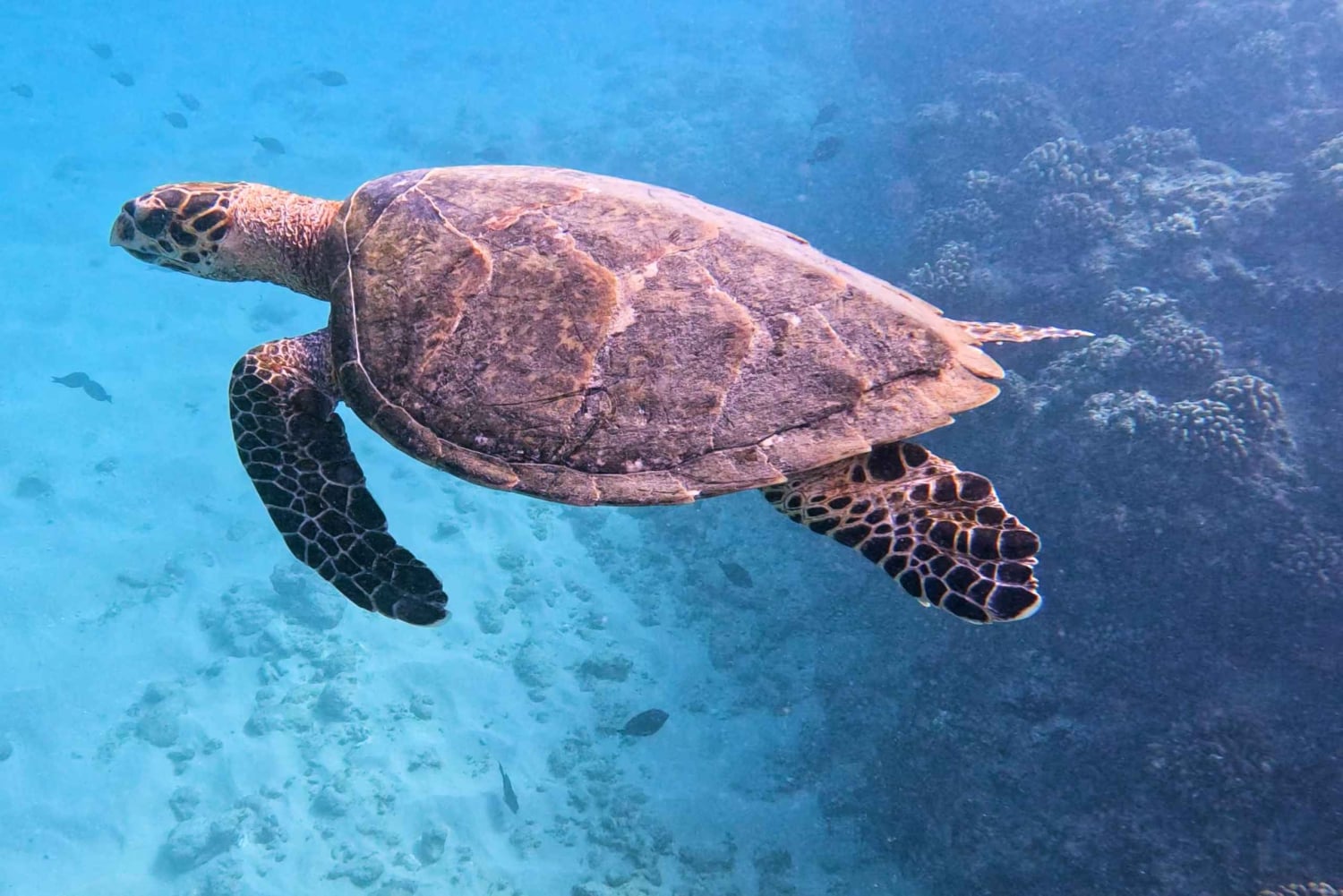 Honolulu: Deluxe Waikiki snorkle- og dyrelivscruise