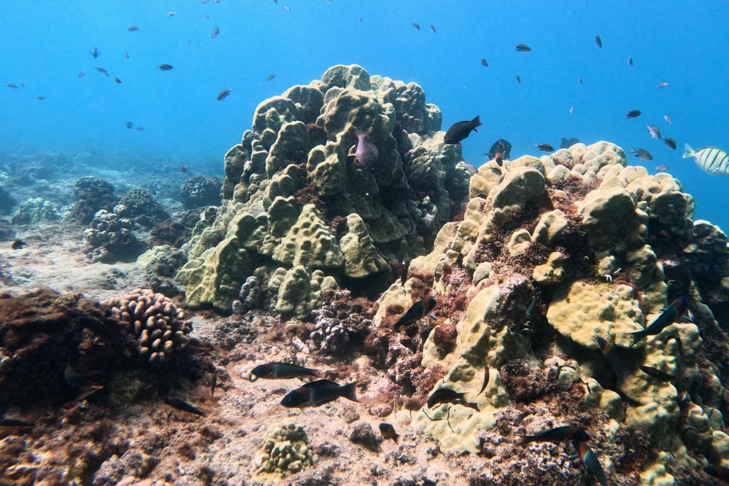 Honolulu: Deluxe Waikiki snorkle- og dyrelivscruise