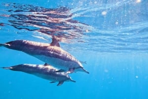 Honolulu: Deluxe Waikiki snorkle- og dyrelivscruise