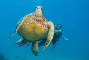 Honolulu: Upptäck dykning med utrustning