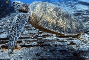 Honolulu: scopri le immersioni subacquee con l'attrezzatura