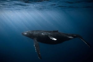 Honolulu: Discover Scuba Diving Experience