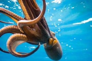 Honolulu: Discover Scuba Diving Experience