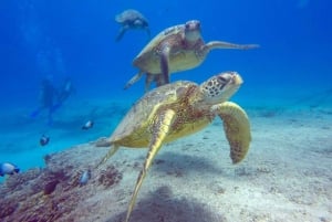 Honolulu: Discover Scuba Diving Experience