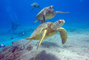 Honolulu: Descubra a experiência de mergulho autônomo