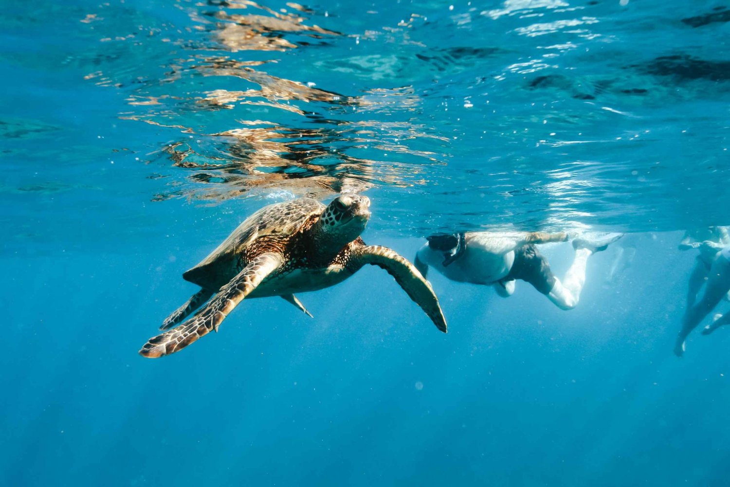 Oahu: Speedboat Dolphin Swim Adventure with Snorkeling