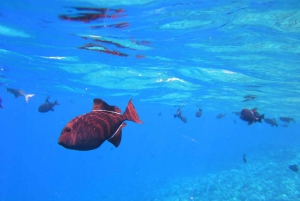 Honolulu: Snorkling i Hanauma Bay med upphämtning från hotell
