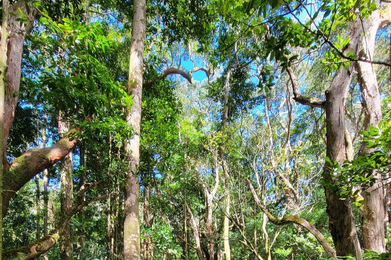 Honolulu: Vandring i Hawaiis vulkanske regnskov