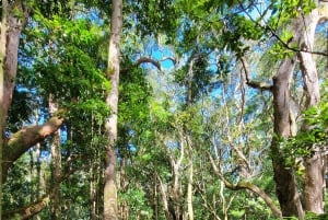 Honolulu: Vandring i Hawaiis vulkanske regnskov