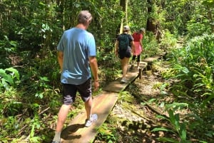 Honolulu: Vandring i Hawaiis vulkanske regnskov