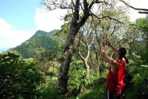 Honolulu: Vandring i Hawaiis vulkanske regnskov