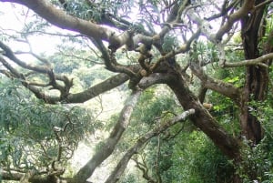 Honolulu: Vandring i Hawaiis vulkanske regnskov