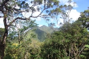 Honolulu: Vandring i Hawaiis vulkanske regnskov