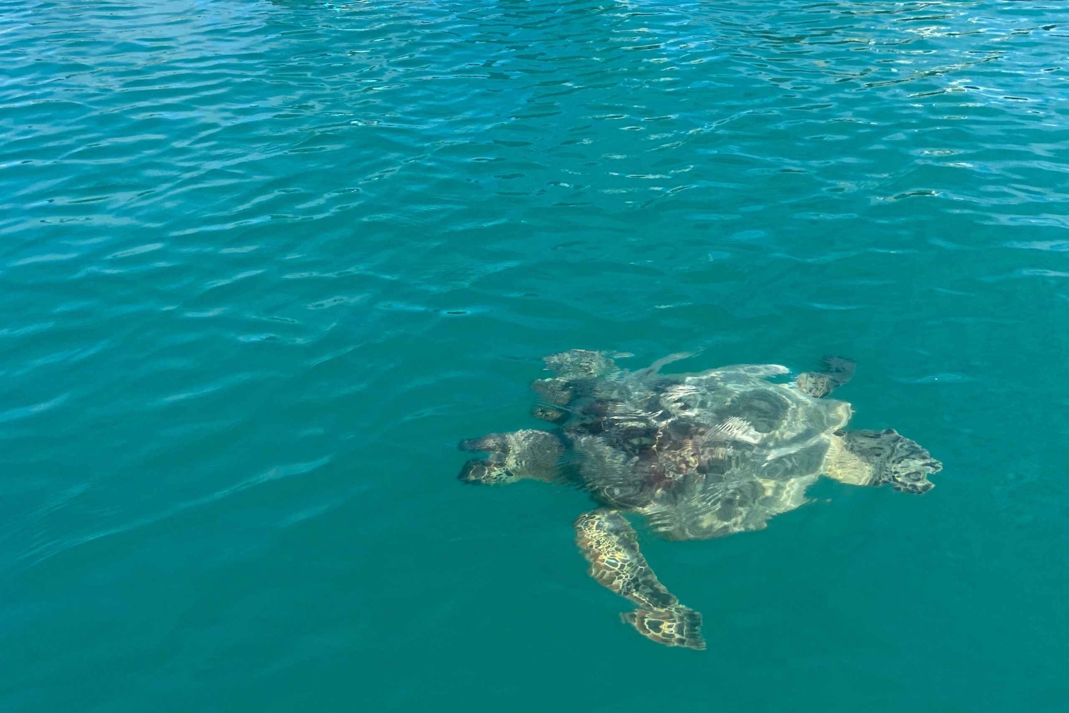 Honolulu: Intro to Stand-Up Paddling Class