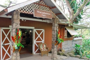 Honolulu: Oahu Sights and Bites Island Tour