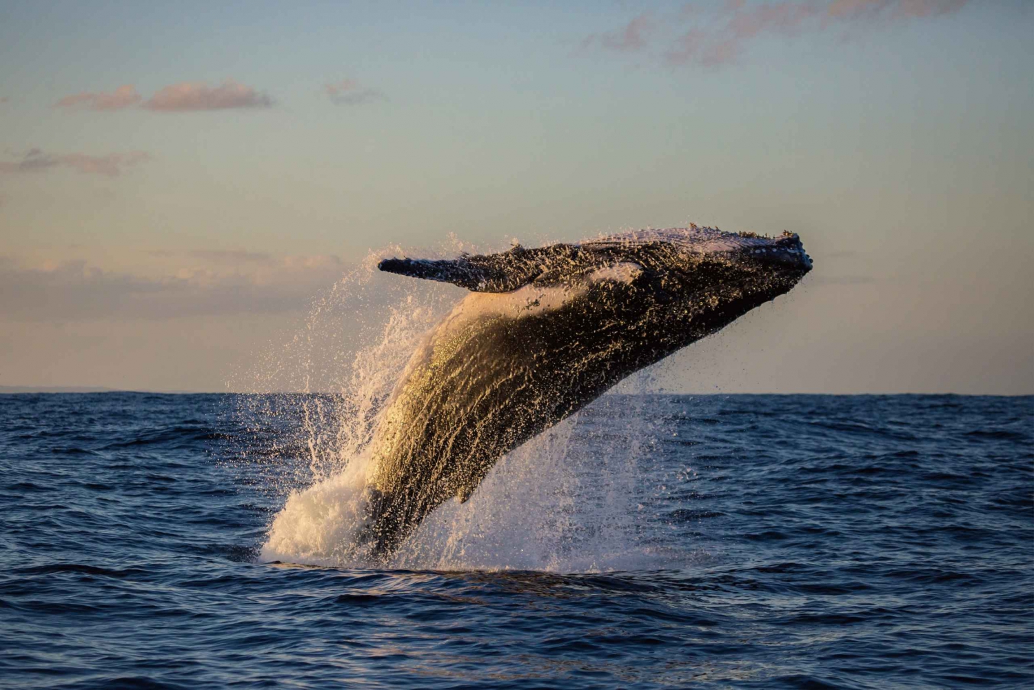 Honolulu: O'ahu West Coast Whale Watching and Sunset Cruise