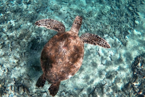 Honolulu: Private Waikiki Boat Cruises for up to 6 People
