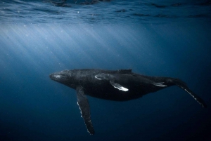 Honolulu: Scuba Diving for Certified Divers