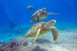 Honolulu: Scuba Diving for Certified Divers