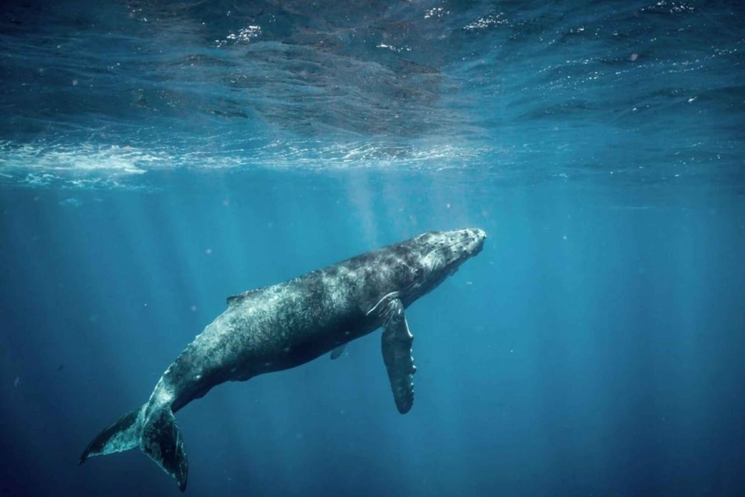 Honolulu: Small-Group Whale Watching Raft Adventure