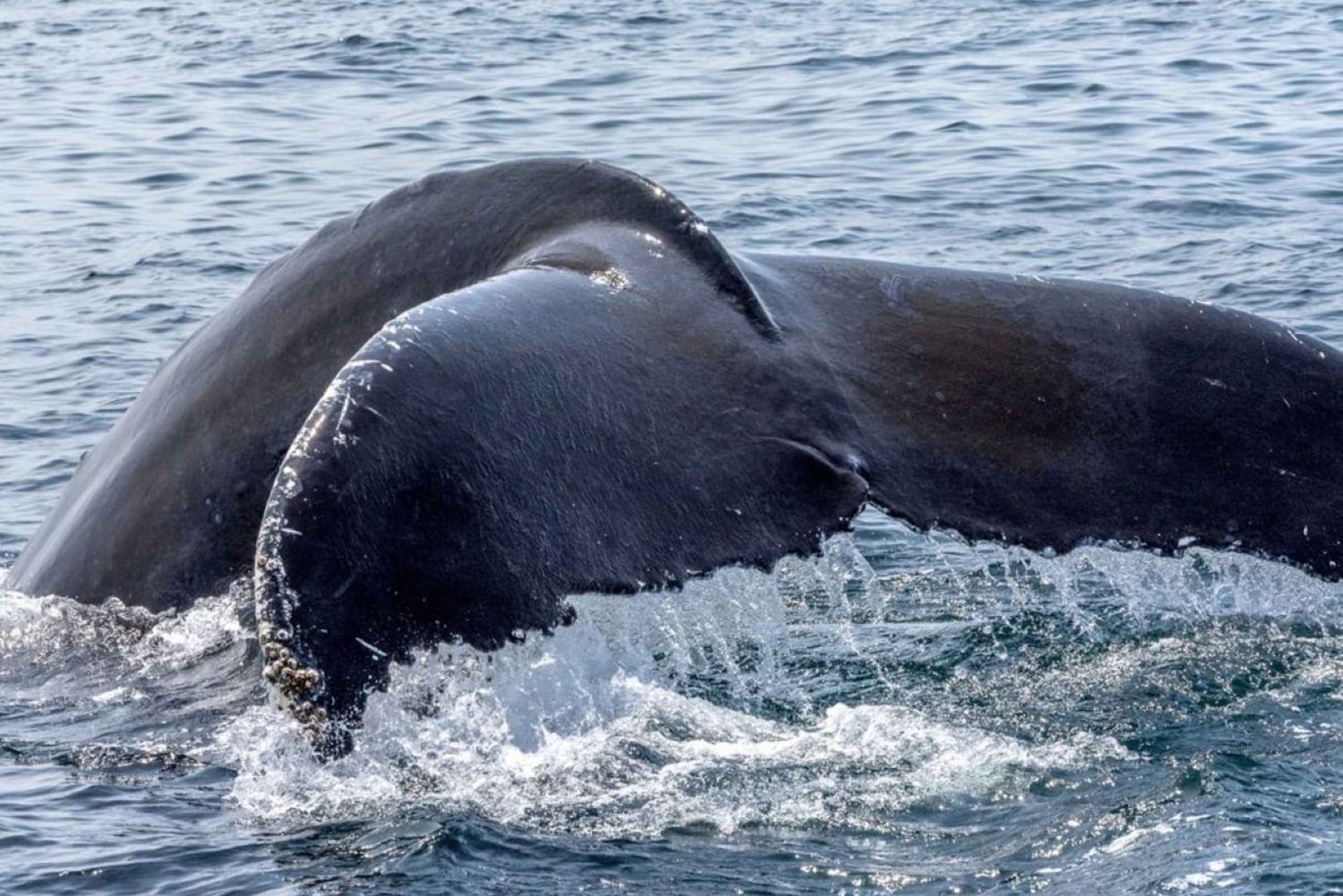 Honolulu: Small-Group Whale Watching Raft Adventure